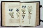Iris (Flowers de-luce), six varieties from 'The First Booke of the Historie of Plants' by John Gerard, published 1597