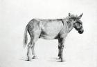 Donkey 1766 (pen and ink on paper) (b/w photo)