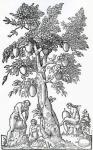 Breadfruit harvest, illustration from 'Singularities of France Antarctique', by Andre de Thevet, 1558 (woodcut)