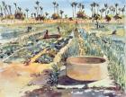 The Women's Garden, Senegal, West Africa, 1997 (w/c on paper)