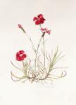 Dianthus Caesar's Mantle, 1997 (w/c on paper)