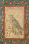 Falcon perched on a leafy stump, c.1650