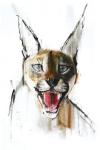 Snarl (Arabian Caracal), 2009 (conte & charcoal on paper)