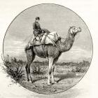 Woman on a Camel in Australia, c.1880, from 'Australian Pictures' by Howard Willoughby, published by the Religious Tract Society, London, 1886 (litho)