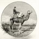 Woman on a Camel in Australia, c.1880, from 'Australian Pictures' by Howard Willoughby, published by the Religious Tract Society, London, 1886 (litho)