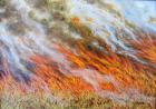 Bushfire Inferno, 2014, (oil on canvas)