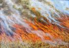 Bushfire Inferno, 2014, (oil on canvas)