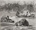 Hippopotamus hunting in Africa in the 19th century. From Africa by Keith Johnston, published 1884.