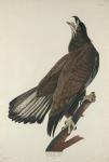 White-Headed Eagle, 1832 (coloured engraving)