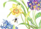 Daffodil and Primrose, 2007 Botanical print -card collection, (watercolour on watercolour paper)