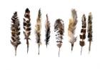 Eight Brown Feathers, Nature Series, 2017, (watercolour)