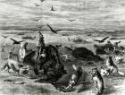 Slaughter of Buffaloes on the Plains, from Harpers Weekly 1872 (engraving) (b/w photo)