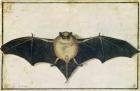 Bat, 1522 (w/c on paper)