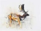 Magnificent Fallow Buck, 2006 (charcoal & conte on paper)