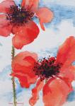 Poppies (w/c on paper)