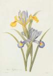 Iris (colour engraving)