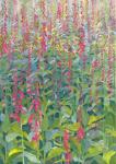 Foxgloves, 2014 (oil on canvas)