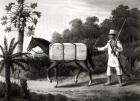 A Cotton Carrier, from 'Travels in Brazil', 1819 (litho) (b/w print)