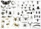 Entomology, Myriapoda and Arachnida (litho) (b/w photo)