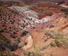 Badlands: Petrified Forest, National Park Arizona