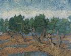 Olive Grove, 1889 (oil on canvas)