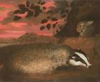 Badger, 17th century