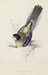Platycercus Brownii, or Brown's Parrakeet (Plate 20), 1832 (colour litho)