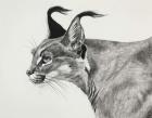 Caracal in the wind, 2015, (Charcoal on paper)