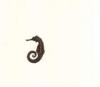 Seahorse and Sand, 2005 (w/c on paper)
