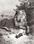 The Lion and the Mouse, from a late 19th century edition of 'Fables de La Fontaine' (wood engraving)