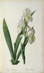 Iris Florentina, from `Les Liliacees', 1805 (coloured engraving)