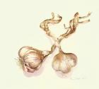 Garlic bulbs, 2005 (w/c on paper)