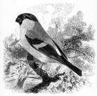 The Bullfinch,  illustration from 'A History of British Birds' by William Yarrell, first published 1843 (woodcut)