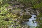 Visitors walking on wooden walkways which run the length of the Vintgar Gorge near Bled, Triglav, National Park, Upper Carniola, Slovenia (photo)