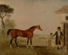 'Sultan' at the Marquess of Exeter's Stud, Burghley, 1826 (oil on canvas)