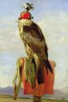 Hooded Falcon (oil on canvas)