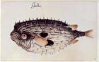 A Burrfish (colour litho)