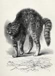 Cat terrified by a dog, from Charles Darwin's 'The Expression of the Emotions in Man and Animals', 1872 (litho)