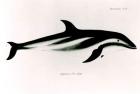 Dolphin, illustration from 'The Zoology of the Voyage of H.M.S Beagle, 1832-36,' by Charles Darwin (1809-92) (litho) (b/w photo)