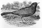 The Blackbird, illustration from 'A History of British Birds' by Thomas Bewick, first published 1797 (woodcut)