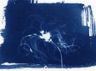 Clematis seed head, 2013 (cyanotype)