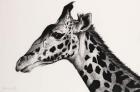 Giraffe II, 2006, (Charcoal on paper)