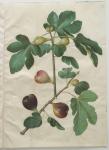 Ficus carica from the album Gottorfer Codex, c.1650 (gouache on parchment)