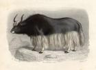 The Tartary Cow, engraved by E. Ramus (coloured engraving)