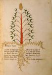 Ms 1591 Fol.13r Herba Lunaria Maggiore (vellum)