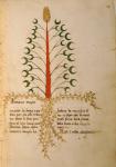 Ms 1591 Fol.13r Herba Lunaria Maggiore (vellum)