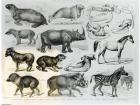 Ungulata or Hoofed Animals (litho) (b/w photo)