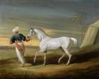 Signal, a grey Arab, with a Groom in the Desert (oil on panel)