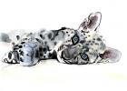 Arabian Leopard Cub, 2008 (w/c on paper)