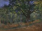 The Bodmer Oak, Fontainebleau Forest, 1865 (oil on canvas)